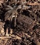 Friendly Tarantula Found Under Foot