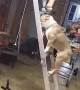 Dog Follows Dad up a Ladder