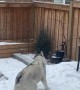 Doggy Spins Excitedly in the Snow