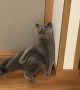 Cute Kitty Sits like a Goofball