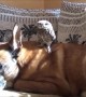 Tiny Owl Comfortably Lounges On Much Larger Dog