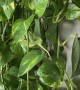 Pet Chameleon Climbs up Golden Pothos