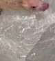Mini pig bath time is the cutest thing you\'ll see today