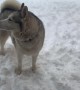 Husky Wants to Stay Outside