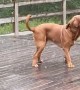 Doggy Tries To Catch Rain