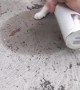 Toad Chasing Kitty Gets Caught in Thermos
