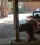 Bear Cubs Rummage Through Fridge