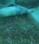 Sea Lion Scratches that Pesky Itch against the Sea Floor