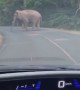 Wild Elephant Crosses Road Right in Front of Car