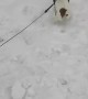 Sprinting Pup Pulls Snowboarder
