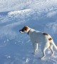 Doggo Rolls Down Snowy Hill