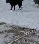 Doggy Jumps Joyously in the Snow