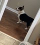 Corgi Just Keeps Going