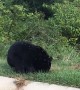 Bear Family Finds Yellowjacket Swarm in North Carolina Neighborhood