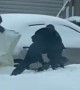 Canadian Police Try to Catch Seal
