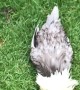 Rooster Buries His Head in the Lawn