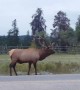 Big Elk Bugles at Jasper National Park
