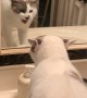 Sponge the Cat Argues with Himself