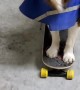 Dog with Neurological Disorder Balances Cup on Nose While Pushing Skateboard