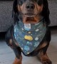 Harlso the Dachshund Balances Rice Cakes on his Head