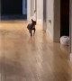 Adorable Chihuahua has the most iconic walk ever