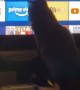 Kitty Goes Crazy over Loading Indicator