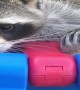 Hank the Happy Raccoon Loves His Swing