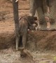 Elephants Rush Over To Help Calf Stuck In Mud Bank