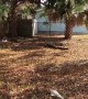 Riders Discover Camouflaged Gator