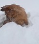 Happy Dog Tunnels Through Snow