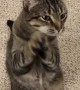 Clever Kitty Begs For Attention