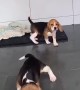 Fearless Beagles are not afraid of the mop  