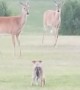 Puppy Really Wants To Play With Wild Deer Herd