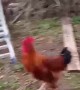Rooster Charges at Young Boy