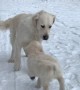 Golden Retriever Puppy Meets Older Sister