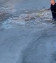 Good Samaritans Rescue Dog From Icy Lake