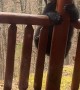 Bear Climbs Onto Patio