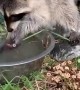 Raccoon Tries to Clean Cotton Candy