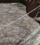 Horse Swings Around a Snake