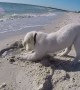 Puppy Isn't Happy With Ocean After Waves Fill Hole He Dug