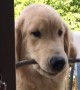 Adorable Dog Struggles To Get Favorite Stick Through Door