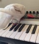 Pigeon Performs a Song and Dance on the Piano