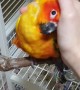 Pumpkin the Parrot loves Cuddles