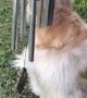 Doggy Makes Music to Sing Along To