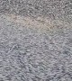 Freezing Temperatures Cause Mass Fish Kill