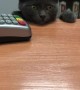Kitten Requests Service at the Checkout Counter