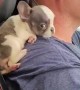 Puppy Goes for a Drive on Guy's Shoulder