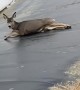 Deer Runs Away After Being Rescued From Icy Lake