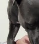 Dog Nudges Owner to Continue Petting