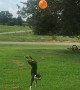 Boston Terrier refuses to let balloon touch ground